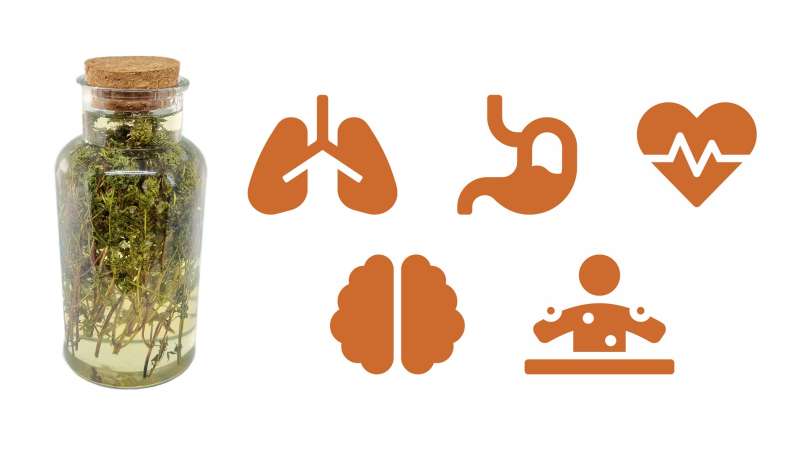 Čiobrelių maceratas su medumi